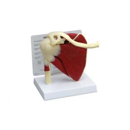 Buy Gpi Anatomicals Muscled Shoulder Model Usa