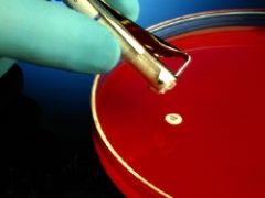 Antimicrobial Susceptibility Testing Disc HardyDisks Amikacin 30 g