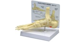 GPI Anatomicals  Foot/Ankle Plantar Fasciitis Model