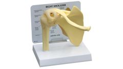 GPI Anatomicals  Basic Shoulder Model