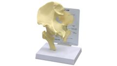 GPI Anatomicals  Basic Hip Model