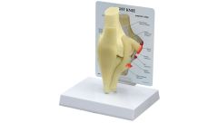 GPI Anatomicals  Basic Knee Model