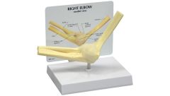 GPI Anatomicals  Basic Elbow Model