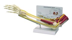 GPI Anatomicals  Muscled Elbow Model