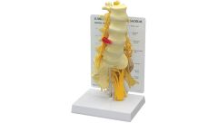 GPI Anatomicals  Lumbar with Sacrum Model
