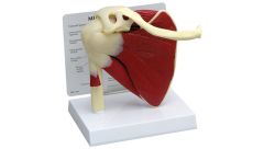 GPI Anatomicals  Muscled Shoulder Model