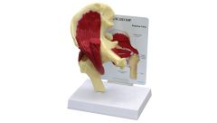 GPI Anatomicals  Muscled Hip Model