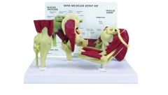 GPI Anatomicals  Mini-Muscled Joint Set