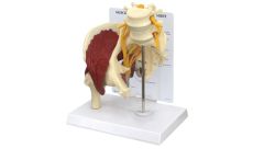 GPI Anatomicals  Muscled Hip with Sciatic Nerve Model