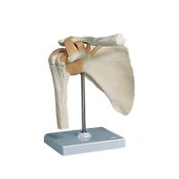 Shoulder Joint Model
