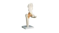 Functional Hip Joint Anatomical Model
