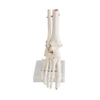 Anatomical Models - Foot