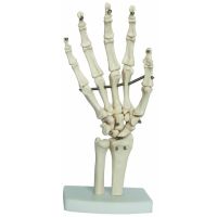 Anatomical Models - Hand