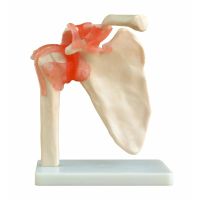 Anatomical Models - Shoulder