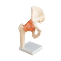 Anatomical Models - Hip