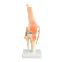 Anatomical Models - Knee
