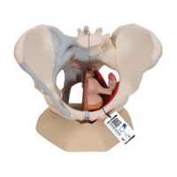 Female Pelvis 4 Part