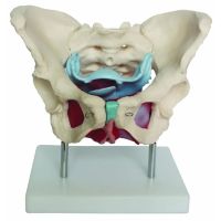 Female Pelvis 6 Part