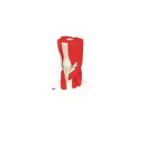 Anatomical Joint Models With Removable Muscles - Knee Joint with Removable Cuff