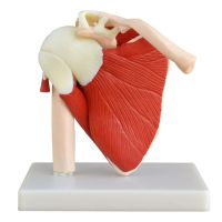 Anatomical Joint Models Shoulder Joint With Rotator Cuff