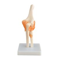 Anatomical Joint Models Elbow Joint 8 - Part