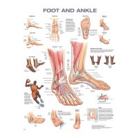 Foot and Ankle Anatomical Chart