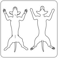 Canine Exam Record Label, 2-1/4" x 2-1/4"