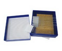 Control Slide Alcian Blue Tissue