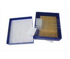 Control Slide Gram Organism Tissue