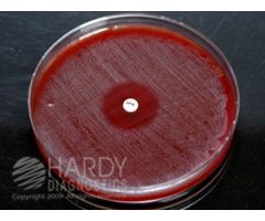 Indentification Disk HardyDisk SPS Gardnerella vaginalis / Peptostreptococcus anaerobius / Haemophilus ducreyi 1 g