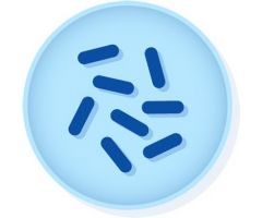 Microbial Identification Quality Control Organism KWIK-STIK C. Difficile 6 Units