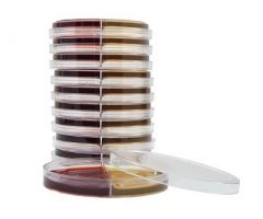 Prepared Media Bacteroides Bile Esculin / Laked Blood Kanamycin Vancomycin Biplate Bi-Plate Format