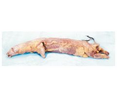 Carolina Formalin Mink Specimen 15 Inch, Double Injection Type (Red latex in arterial system, blue latex in systemic veins) , Formalin Preservative