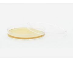 Prepared Media Tryptic Soy Agar (TSA) with Lecithin and Tween Deep Fill Plate Format