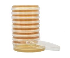 Prepared Media SterEM Tryptic Soy Agar (TSA) Beige Mono-Plate Format