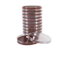 Prepared Media Chocolate Agar / Modified Thayer Martin Brown Bi-Plate Format