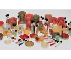 Prepared Media BD BBL CHROMagar Candida Plate Format