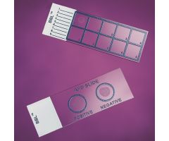 Gram Stain Control Slide BD BBL 1 X 3 Inch Prepared Slide