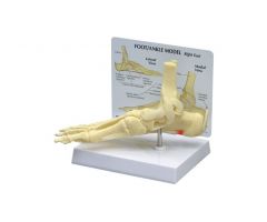GPI Anatomicals  Foot/Ankle Plantar Fasciitis Model