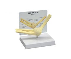 GPI Anatomicals  Basic Elbow Model