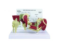 GPI Anatomicals  Mini-Muscled Joint Set