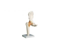 Functional Hip Joint Anatomical Model