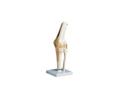 Functional Knee Joint Anatomical Model