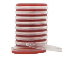 Prepared Media Tryptic Soy Agar (TSA) with 5% Sheep Blood Red Petri Plate Format