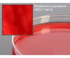 Prepared Media Selective Beta Strep Agar (Group A Strep only) Mono-Plate Format