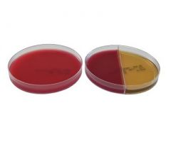Pre-reduced Culture Media AnaeroGRO Brucella with Hemin and Vitamin K / Bacteroides Bile Esculin Agar / Phenylethanol Agar Biplate Bi-Plate Format