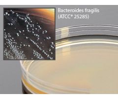 Prepared Media Bacteroides Bile Esculin Agar Mono-Plate Format