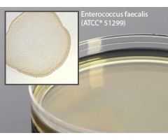Prepared Media Brain Heart Infusion (BHI) Agar with Vancomycin Mono-Plate Format