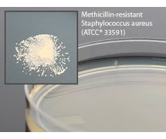 Prepared Media Mueller Hinton Agar