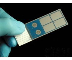 SLIDE, CONTROL Q-SLIDE GRAM QCPRE-INOCULATED (5/BX)